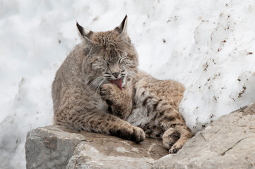 lynx in the snow © Myriam
