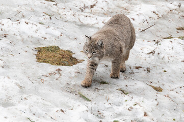 lynx in the snow © Myriam