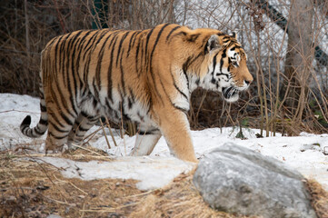 Obraz premium siberian tiger in the zoo