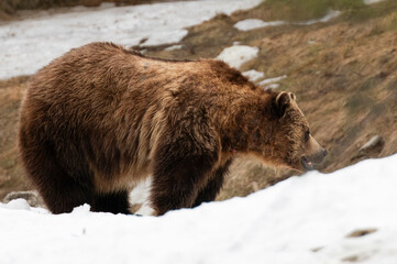 brown bear cub © Myriam