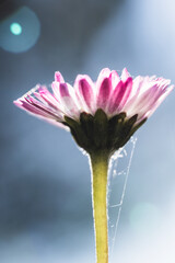 Backlit Pink Common Daisy with Stem and Spider Silk © Vjom