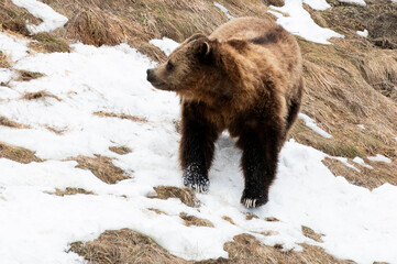 brown bear cub © Myriam