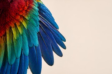 Obraz premium colorful parrot feathers