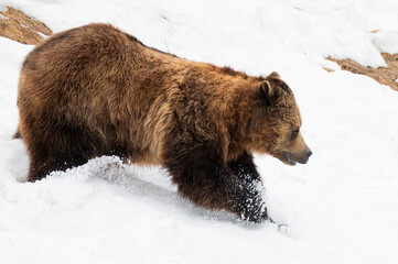 brown bear cub © Myriam