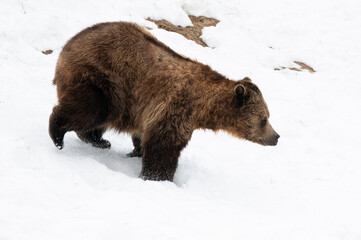 brown bear cub © Myriam
