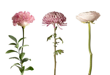 Fototapeta premium Pink carnation with ruscus branch on white background. A refined vertical floral composition with cut flower and greenery. Ideal for wedding design,