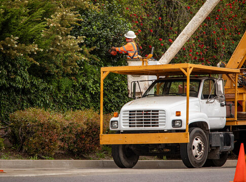A tree trimmer in the bucket of a large articulating boom lift. The worker is trimming a large group of bushes