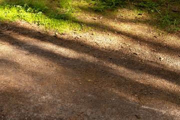 Naklejka premium Sunlit forest floor with diagonal tree shadows. Brown woodland ground, moss, and green undergrowth create a natural texture. Outdoor background for ecology, hiking, and design..