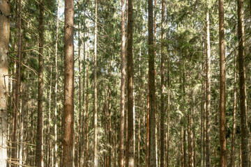 Naklejka premium Sunlit evergreen forest with tall straight trunks. Dense woodland canopy and natural green textures create a quiet landscape. Ideal for hiking, ecology, and outdoor background use