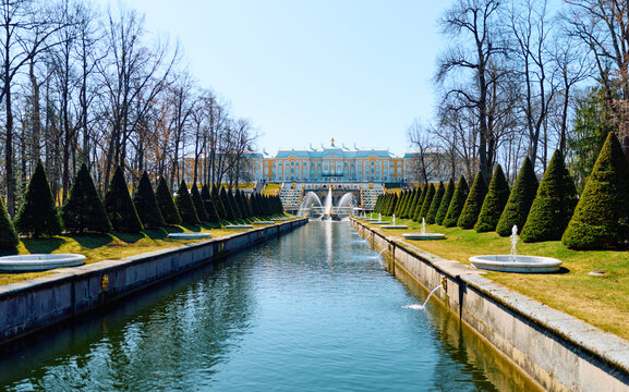 Russia, St.Petersburg, 21 April 2026: the main fountain with Samson and the lion on a clear sunny day, preparations for the opening of the fountain season in the Peterhof Palace, gold covered