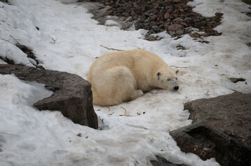 polar bear cub © Myriam