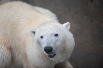 polar bear cub © Myriam