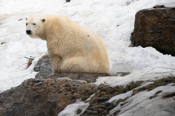polar bear cub © Myriam