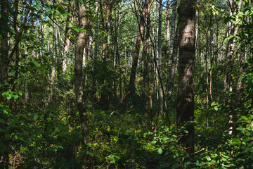 Fototapeta premium landscape of a riparian forest deprived of water during drought