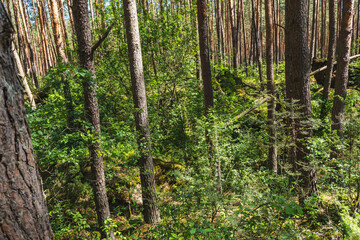 Obraz premium remains of former concrete defensive fortifications inside the forest, almost completely overgrown with vegetation