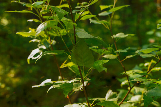 Young green sapling leaves in sunlit forest. Fresh woodland foliage with soft bokeh and natural light. Nature background for ecology, garden, and environment..