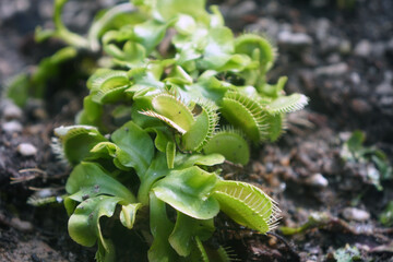 The Venus flytrap is an insectivorous plant. © Montree