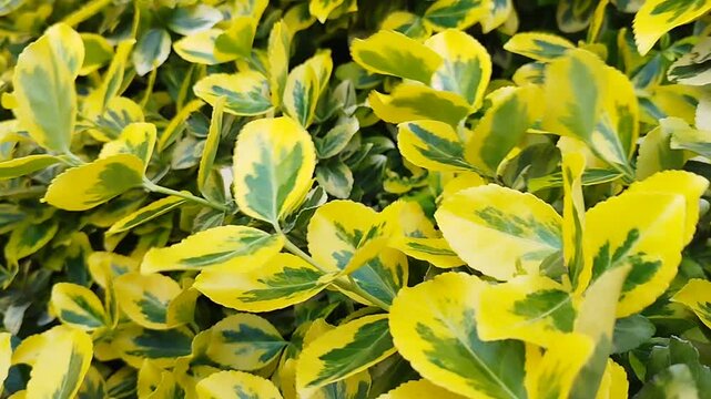 The yellow-edged leaves of the Euonymus japonicus &lsquo;Aurea&rsquo; float in the wind, up close.