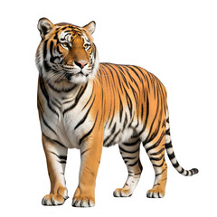 Obraz premium Tiger, orange and black striped animal, wildlife creature, standing mammal, zoo beast