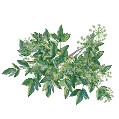 Fototapeta premium Angelica archangelica tree plan, top view, cutout, transparent background, isolate, Detailed close-up of a vibrant green plant with intricate leaf patterns, perfect for nature themes.