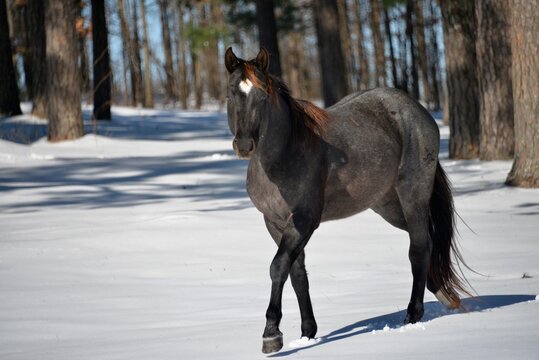 Blue Roan horse in the snow