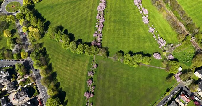 Aerial view of blossom trees lining pathways through a green park in Harrogate North Yorkshire during springtime with open lawns surrounding streets and houses creating a calm British landscape