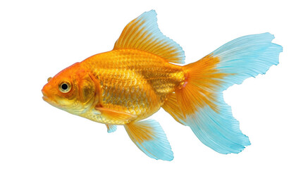 Fototapeta premium Vibrant orange goldfish with blue fins swimming isolated on white background