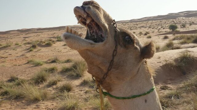 Slow Motion Close-Up of Camel Growling in Wahiba Sands, Cinematic Omani Camel Vocalization and Facial Detail