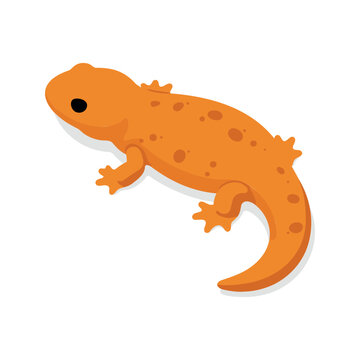 Cute orange newt with spots crawling slowly in the wild illustration
