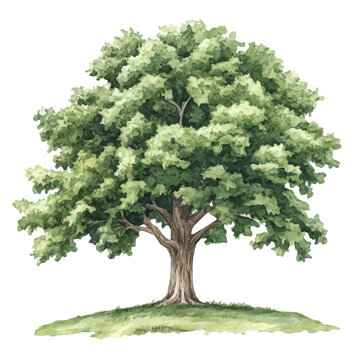 Chestnut Tree, watercolor vector portraying a joyful pose with colorful highlights, isolated on a white background.