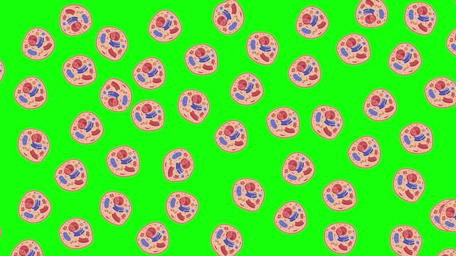 A seamless looping vector animation showcasing a repeating diagram pattern of microscopic animal cells and organelles scrolling across a solid chroma key green screen. Perfect for video editing compos