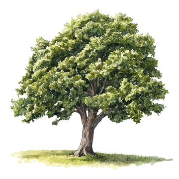 watercolor of Chestnut Tree illustration graphic, isolated on a white background.
