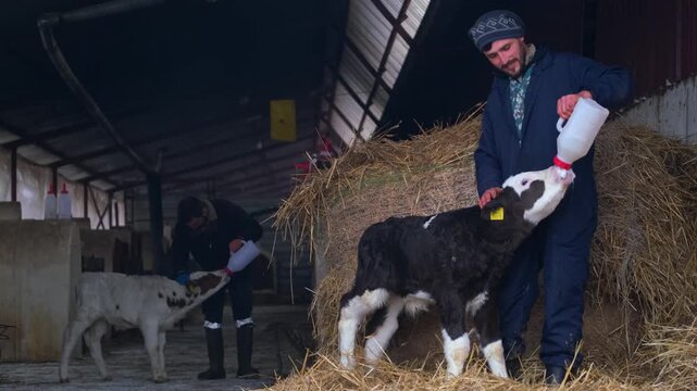 Two farmers feeding calves with milk bottles inside a barn. Authentic rural scene showing teamwork, animal care, livestock farming and daily agricultural work in a dairy farm environment.