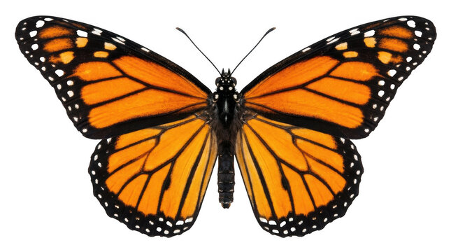 Monarch butterfly with open wings on white background