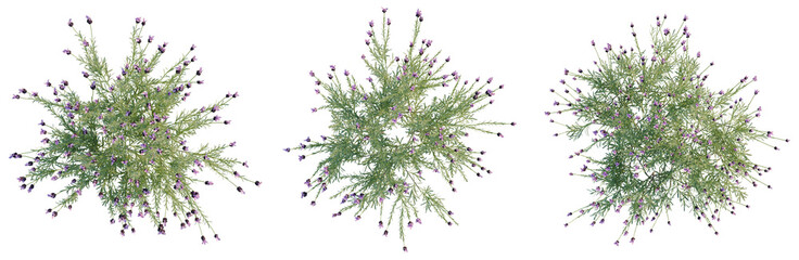 Geum coccineum tree plan, top view, cutout, transparent background, isolate, Detailed close-up of lush green plant with vibrant red leaves, perfect for nature themes © KP Stock