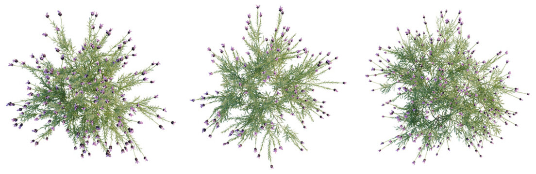 Geum coccineum tree plan, top view, cutout, transparent background, isolate, Detailed close-up of lush green plant with vibrant red leaves, perfect for nature themes