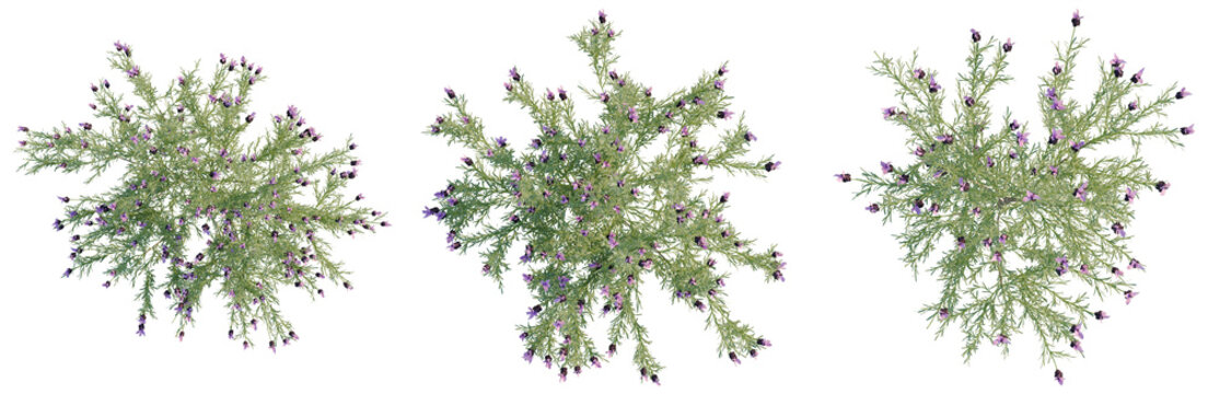 Lavandula pedunculata tree plan, top view, cutout, transparent background, isolate, Lush Lavender Field: A Serene Landscape with Vibrant Purple Blooms and Natural Beauty