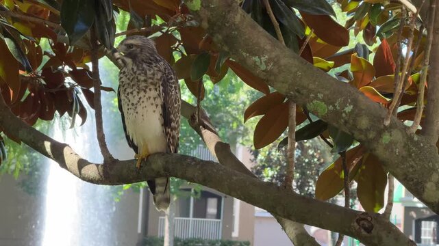 A beautiful bird of prey sits quietly among green and brown leaves with a blurry fountain in the distance. The hawk displays intricate feather patterns while observing its surroundings in a sunny