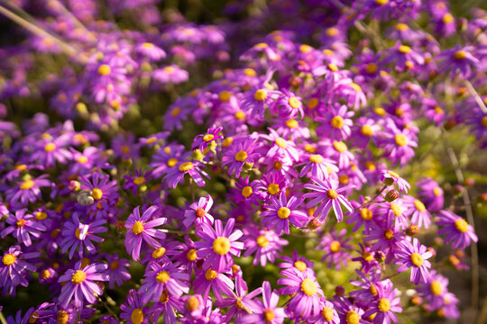 Le paysage et ses fleurs