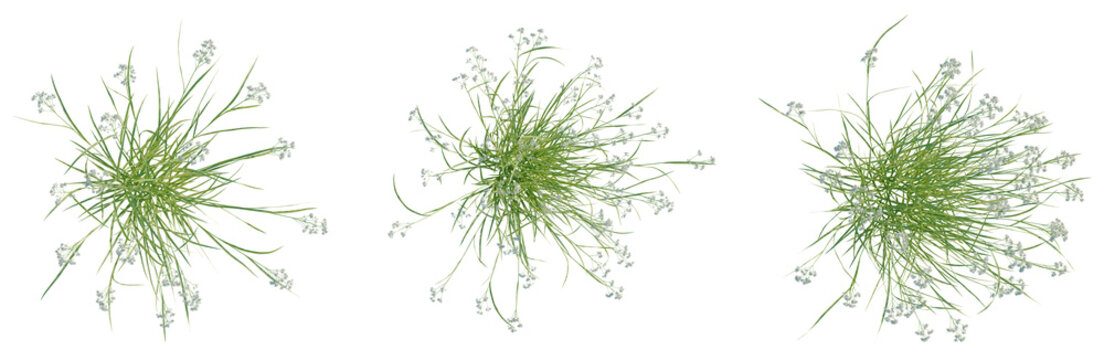 Luzula nivea tree plan, top view, cutout, transparent background, isolate, Lush Green Grass Meadow Texture, Detailed Organic Background, Natural Summer Landscape, Panoramic View