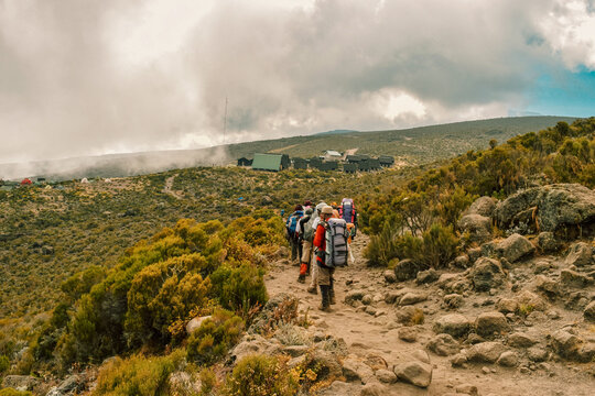 Hikers Ascending Towards Horombo Hut amidst Giant Groundsels in the Afro-Alpine Moorland ecological zone on the Marangu Route, Mount Kilimanjaro