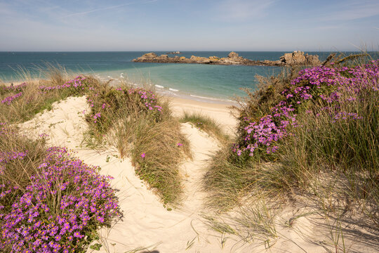 Le paysage et ses fleurs