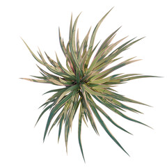 Phormium cookianum tricolor tree plan, top view, cutout, transparent background, isolate, Lush Green Flax Plant Close-Up, Textured Foliage with Detailed Fibrous Structure. © KP Stock