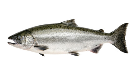 Obraz premium Fresh salmon fish on white background