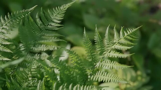 A close-up of green ferns thriving in a shaded area, showcasing their intricate patterns in bright daylight under a clear sky.