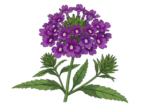 Beautiful purple verbena flower isolated on transparent background