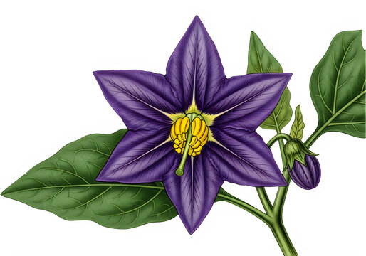 Purple eggplant flower on branch isolated on transparent background