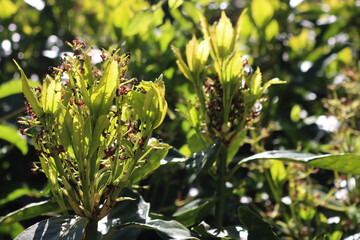 Fototapeta premium Aucuba japonica bush commonly called spotted laurel with blossoms and flowers in the garden on springtime