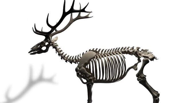 Deer skeleton against a white background.