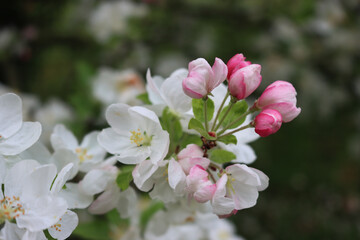 Obraz premium Close-up of pink and white apple flowers and blossoms on ornamental tree on springtime. Malus domestica in the orchard 